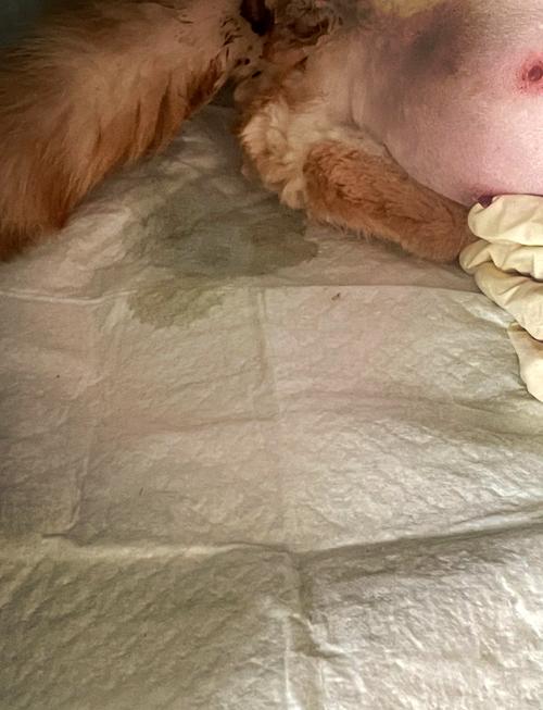 猫咪怀孕到生产要多久,猫怀孕到生子要多久?-第5张图片-后鲨宠物 猫咪怀孕到生产要多久,猫怀孕到生子要多久?-第5张图片-后鲨宠物