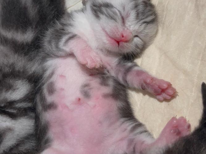  猫咪只生了一只正常吗，猫一胎生一只代表什么