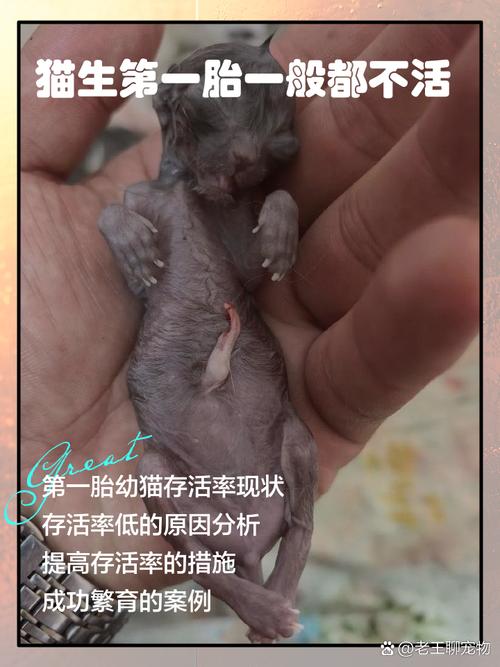  猫咪只生了一只正常吗，猫一胎生一只代表什么-第4张图片-后鲨宠物