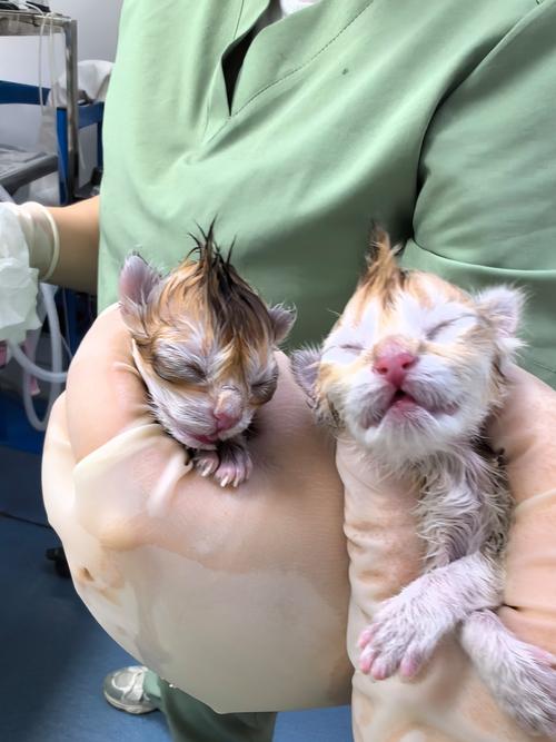  猫咪只生了一只正常吗，猫一胎生一只代表什么-第5张图片-后鲨宠物