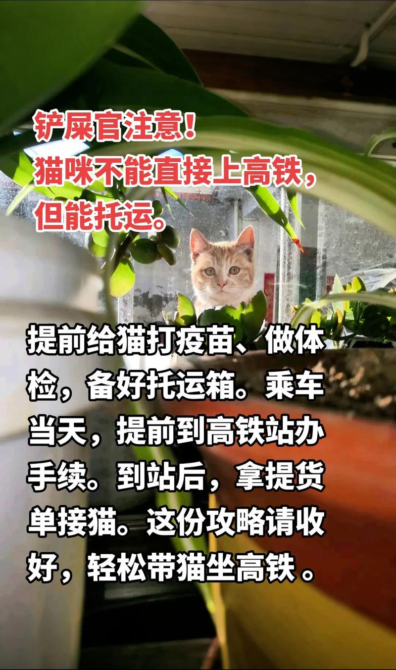 猫咪怎么上高铁,猫咪怎么上高铁飞机-第2张图片-后鲨宠物 猫咪怎么上高铁,猫咪怎么上高铁飞机-第2张图片-后鲨宠物