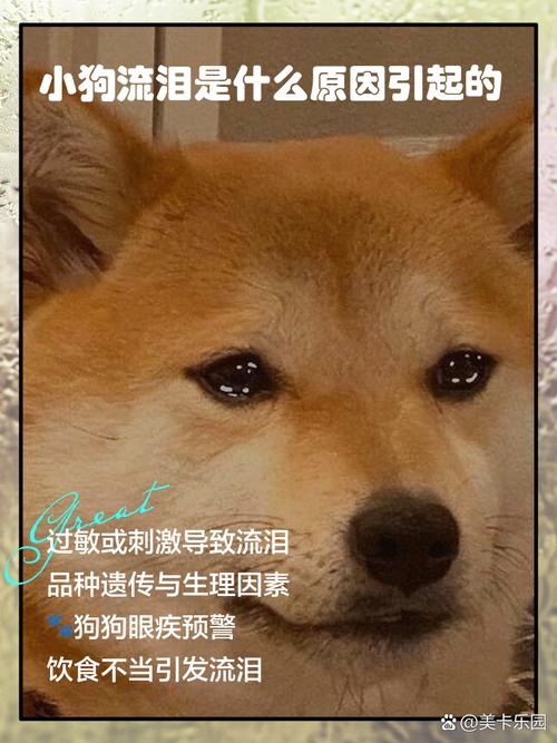 狗狗流眼泪是什么原因，狗出眼泪是什么情况？-第2张图片-后鲨宠物
