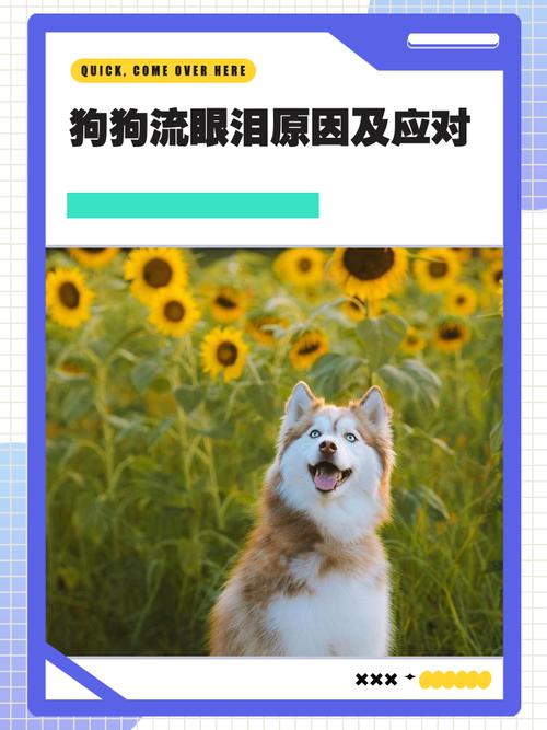 狗狗流眼泪是什么原因，狗出眼泪是什么情况？-第5张图片-后鲨宠物