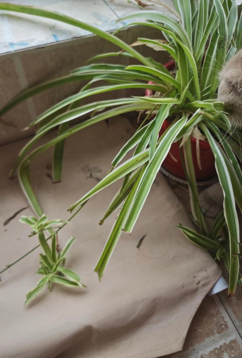 猫咪吃吊兰会中毒吗,猫吃吊兰到底有没有毒?-第1张图片-后鲨宠物 猫咪吃吊兰会中毒吗,猫吃吊兰到底有没有毒?-第1张图片-后鲨宠物