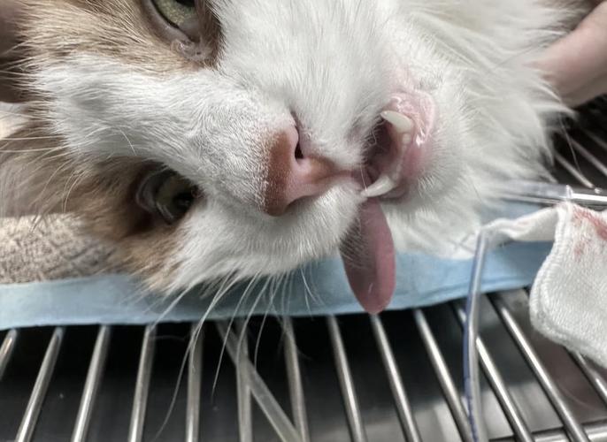 猫咪吃吊兰会中毒吗,猫吃吊兰到底有没有毒?-第2张图片-后鲨宠物 猫咪吃吊兰会中毒吗,猫吃吊兰到底有没有毒?-第2张图片-后鲨宠物