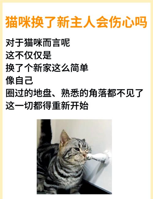 猫咪换主人会难过吗_猫换主人会觉得自己被抛弃吗-第2张图片-后鲨宠物 猫咪换主人会难过吗_猫换主人会觉得自己被抛弃吗-第2张图片-后鲨宠物