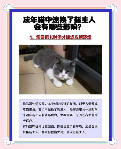 猫咪换主人会难过吗_猫换主人会觉得自己被抛弃吗-第4张图片-后鲨宠物 猫咪换主人会难过吗_猫换主人会觉得自己被抛弃吗-第4张图片-后鲨宠物