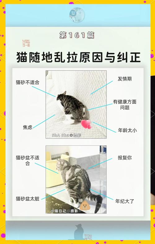 猫咪乱拉屎怎么办,猫咪拉尿拉不出来怎么办?-第4张图片-后鲨宠物 猫咪乱拉屎怎么办,猫咪拉尿拉不出来怎么办?-第4张图片-后鲨宠物