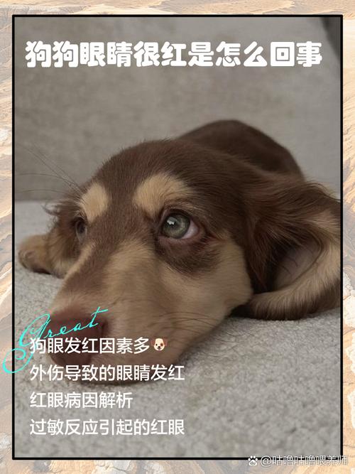 狗狗打疫苗过敏怎么办_狗狗打疫苗过敏了-第5张图片-后鲨宠物 狗狗打疫苗过敏怎么办_狗狗打疫苗过敏了-第5张图片-后鲨宠物