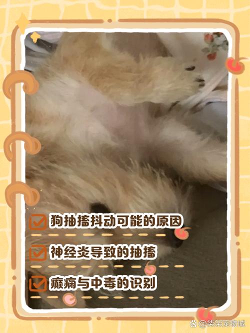 狗狗抽搐的原因,狗狗抽搐的原因及处理方法?-第3张图片-后鲨宠物 狗狗抽搐的原因,狗狗抽搐的原因及处理方法?-第3张图片-后鲨宠物