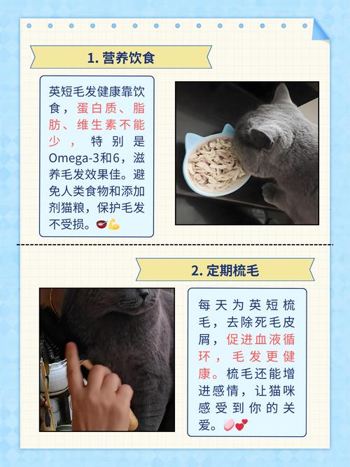 怎么让猫咪不掉毛,怎样使猫咪不掉毛-第1张图片-后鲨宠物 怎么让猫咪不掉毛,怎样使猫咪不掉毛-第1张图片-后鲨宠物