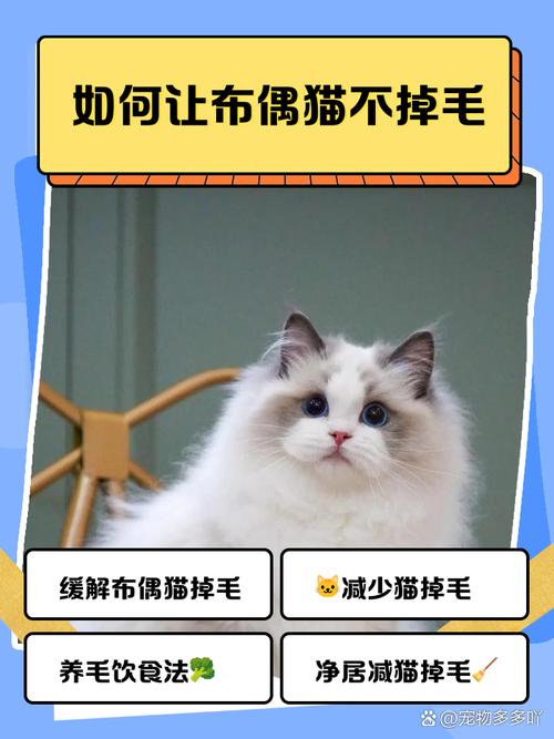 怎么让猫咪不掉毛,怎样使猫咪不掉毛-第2张图片-后鲨宠物 怎么让猫咪不掉毛,怎样使猫咪不掉毛-第2张图片-后鲨宠物