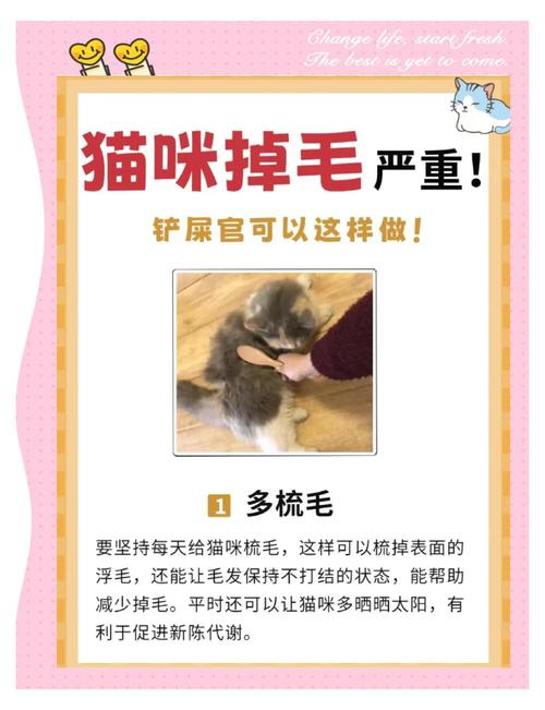 怎么让猫咪不掉毛,怎样使猫咪不掉毛-第5张图片-后鲨宠物 怎么让猫咪不掉毛,怎样使猫咪不掉毛-第5张图片-后鲨宠物