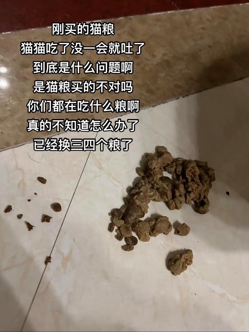 猫咪吃多了会吐吗,猫咪吃多了会吐吗?-第3张图片-后鲨宠物 猫咪吃多了会吐吗,猫咪吃多了会吐吗?-第3张图片-后鲨宠物