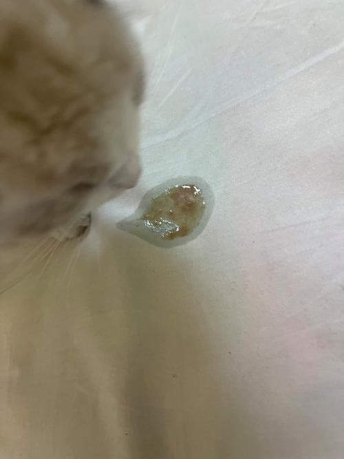 猫咪吃多了会吐吗,猫咪吃多了会吐吗?-第4张图片-后鲨宠物 猫咪吃多了会吐吗,猫咪吃多了会吐吗?-第4张图片-后鲨宠物