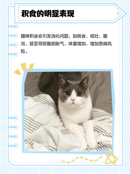 猫咪吃多了会吐吗,猫咪吃多了会吐吗?-第6张图片-后鲨宠物 猫咪吃多了会吐吗,猫咪吃多了会吐吗?-第6张图片-后鲨宠物