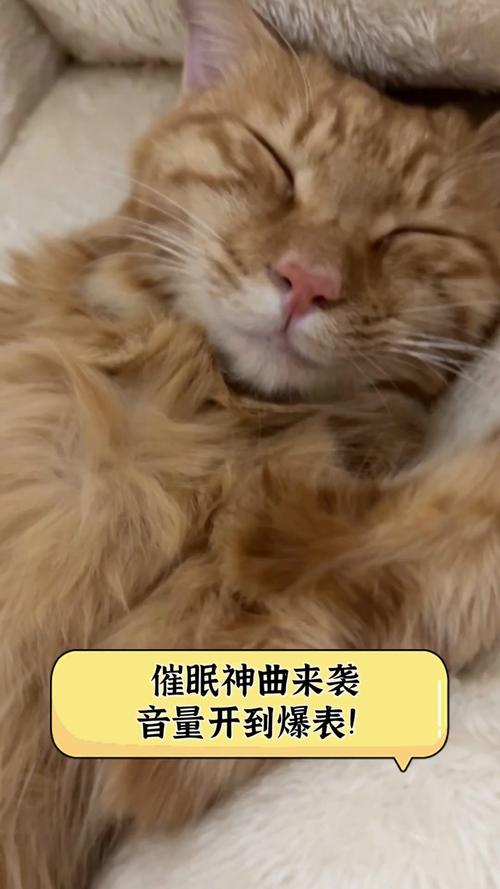 安抚猫咪的音乐,安抚猫猫的歌?-第1张图片-后鲨宠物 安抚猫咪的音乐,安抚猫猫的歌?-第1张图片-后鲨宠物