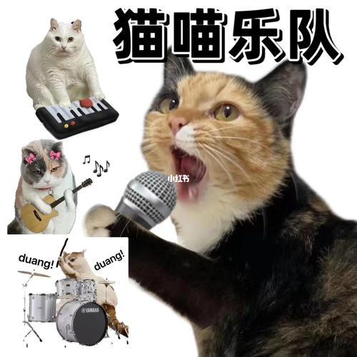 安抚猫咪的音乐,安抚猫猫的歌?-第4张图片-后鲨宠物 安抚猫咪的音乐,安抚猫猫的歌?-第4张图片-后鲨宠物
