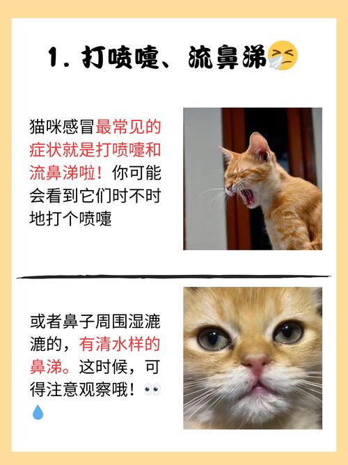 猫咪咳嗽是什么样子的,猫咪咳嗽是什么样子的视频-第3张图片-后鲨宠物 猫咪咳嗽是什么样子的,猫咪咳嗽是什么样子的视频-第3张图片-后鲨宠物