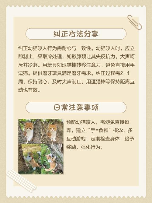 猫咪咬人怎么办_猫咪咬人怎么办?别轻视,这个应对方法最有效-第1张图片-后鲨宠物 猫咪咬人怎么办_猫咪咬人怎么办?别轻视,这个应对方法最有效-第1张图片-后鲨宠物