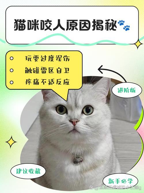 猫咪咬人怎么办_猫咪咬人怎么办?别轻视,这个应对方法最有效-第5张图片-后鲨宠物 猫咪咬人怎么办_猫咪咬人怎么办?别轻视,这个应对方法最有效-第5张图片-后鲨宠物