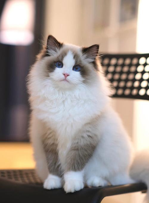 最乖的猫咪品种_最乖的宠物猫-第2张图片-后鲨宠物 最乖的猫咪品种_最乖的宠物猫-第2张图片-后鲨宠物