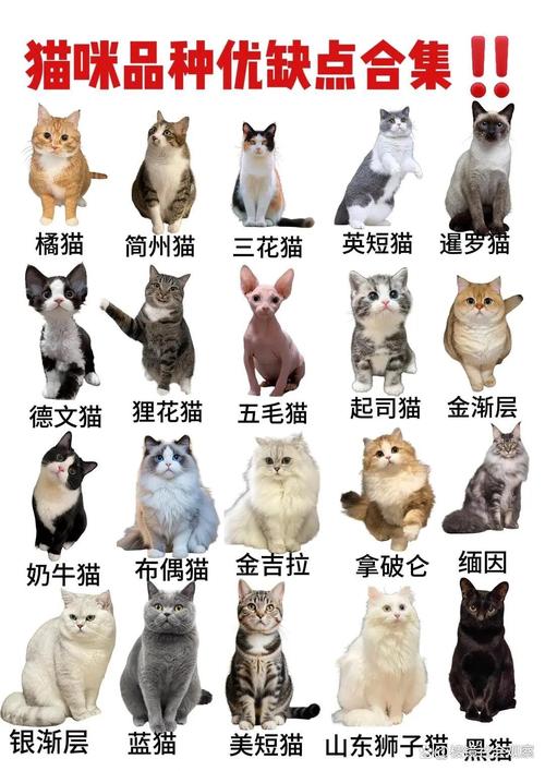最乖的猫咪品种_最乖的宠物猫-第3张图片-后鲨宠物 最乖的猫咪品种_最乖的宠物猫-第3张图片-后鲨宠物