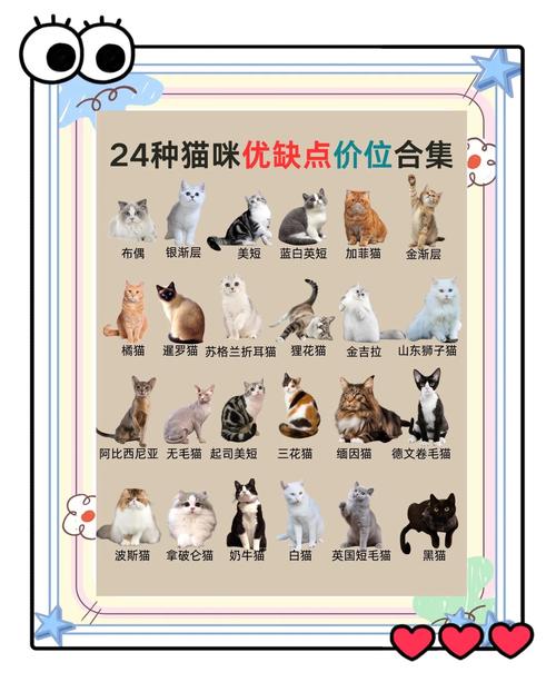 最乖的猫咪品种_最乖的宠物猫-第4张图片-后鲨宠物 最乖的猫咪品种_最乖的宠物猫-第4张图片-后鲨宠物