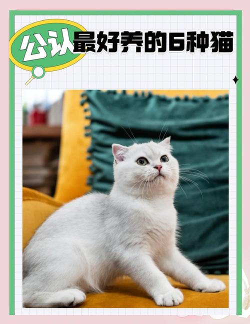 最乖的猫咪品种_最乖的宠物猫-第5张图片-后鲨宠物 最乖的猫咪品种_最乖的宠物猫-第5张图片-后鲨宠物