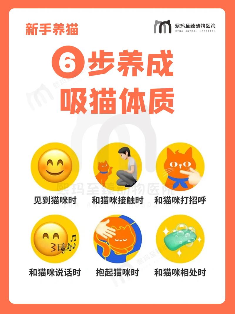 怎么讨猫咪喜欢,怎么要猫咪喜欢你?-第4张图片-后鲨宠物 怎么讨猫咪喜欢,怎么要猫咪喜欢你?-第4张图片-后鲨宠物