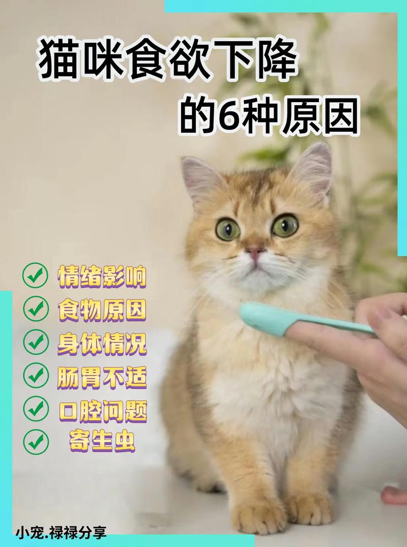 猫咪吃的少怎么办,猫咪吃得少了怎么回事-第6张图片-后鲨宠物 猫咪吃的少怎么办,猫咪吃得少了怎么回事-第6张图片-后鲨宠物