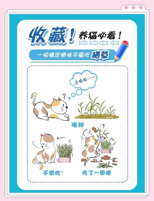 猫咪不吃猫草怎么办,猫会主动吃猫草吗?-第1张图片-后鲨宠物 猫咪不吃猫草怎么办,猫会主动吃猫草吗?-第1张图片-后鲨宠物