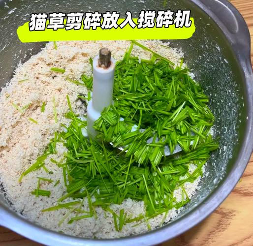 猫咪不吃猫草怎么办,猫会主动吃猫草吗?-第5张图片-后鲨宠物 猫咪不吃猫草怎么办,猫会主动吃猫草吗?-第5张图片-后鲨宠物