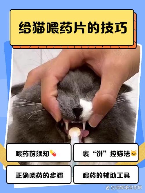 怎么给猫咪喂药_怎么给猫咪喂药不抗拒-第1张图片-后鲨宠物 怎么给猫咪喂药_怎么给猫咪喂药不抗拒-第1张图片-后鲨宠物