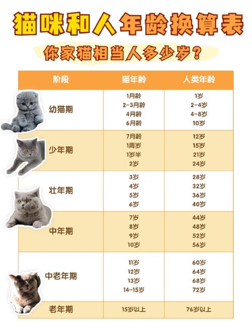 猫咪一岁相当于人几岁,猫一生认几个主人-第3张图片-后鲨宠物 猫咪一岁相当于人几岁,猫一生认几个主人-第3张图片-后鲨宠物
