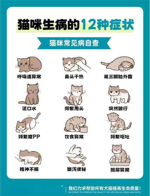猫咪发烧怎么办,猫咪发烧怎么办在线询问?-第1张图片-后鲨宠物 猫咪发烧怎么办,猫咪发烧怎么办在线询问?-第1张图片-后鲨宠物