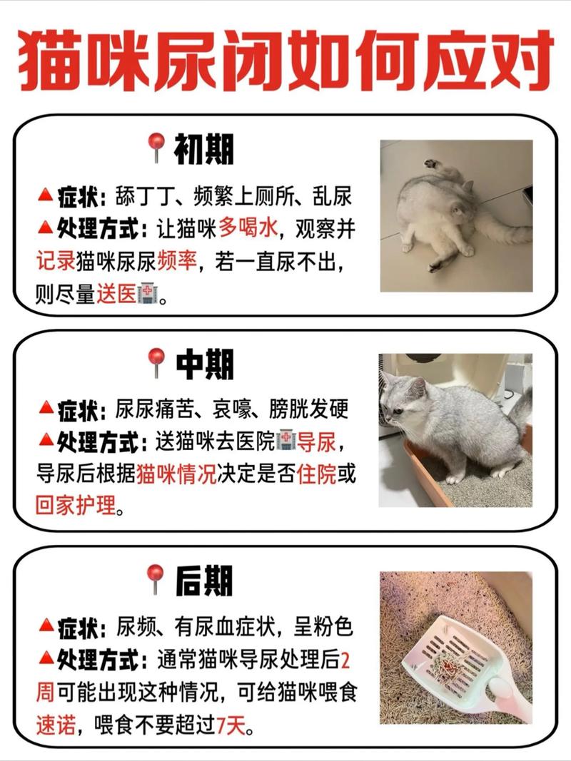 猫猫一天尿几次正常_猫咪一天尿几次算尿频