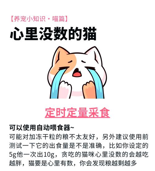 猫猫一天吃几顿_猫咪一天吃几顿正常-第1张图片-后鲨宠物 猫猫一天吃几顿_猫咪一天吃几顿正常-第1张图片-后鲨宠物