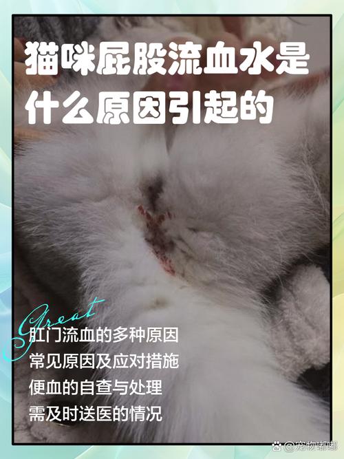 猫咪拉稀带血丝_猫咪拉稀带血丝要警惕-第1张图片-后鲨宠物 猫咪拉稀带血丝_猫咪拉稀带血丝要警惕-第1张图片-后鲨宠物