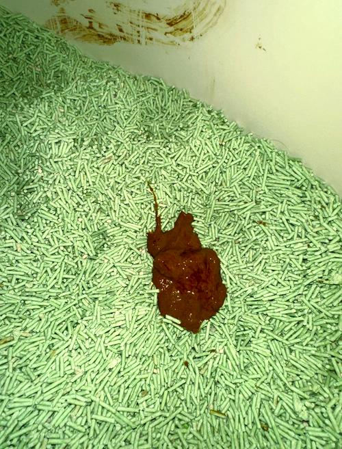 猫咪拉稀带血丝_猫咪拉稀带血丝要警惕-第2张图片-后鲨宠物 猫咪拉稀带血丝_猫咪拉稀带血丝要警惕-第2张图片-后鲨宠物