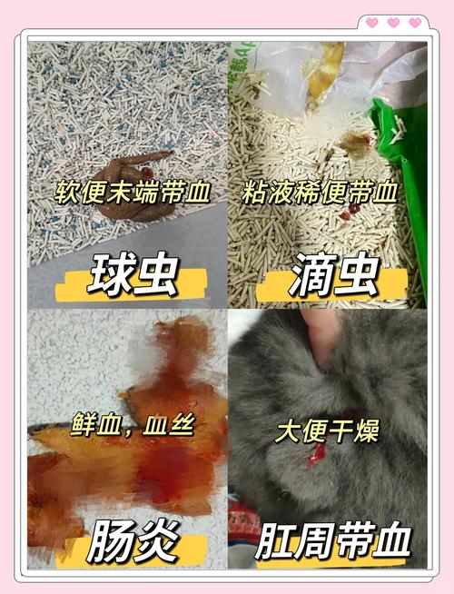 猫咪拉稀带血丝_猫咪拉稀带血丝要警惕-第3张图片-后鲨宠物 猫咪拉稀带血丝_猫咪拉稀带血丝要警惕-第3张图片-后鲨宠物