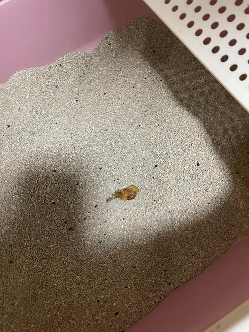 猫咪拉稀带血丝_猫咪拉稀带血丝要警惕-第5张图片-后鲨宠物 猫咪拉稀带血丝_猫咪拉稀带血丝要警惕-第5张图片-后鲨宠物