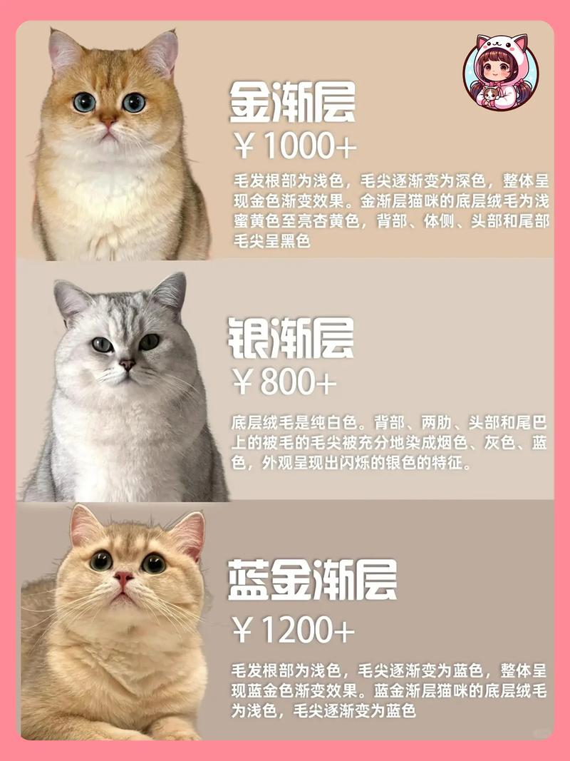 猫咪几个月成年_猫咪几个月成年可以生孩子-第5张图片-后鲨宠物 猫咪几个月成年_猫咪几个月成年可以生孩子-第5张图片-后鲨宠物