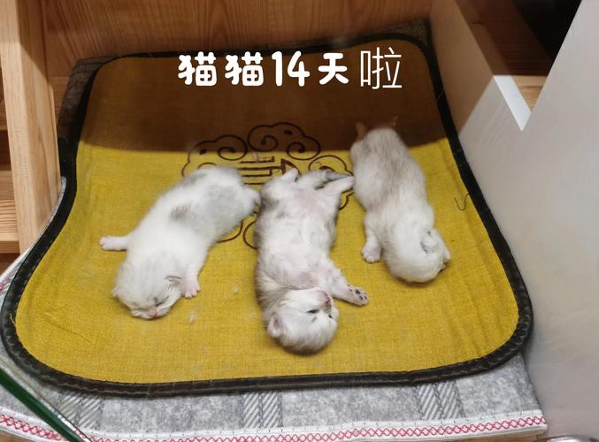小猫咪几天睁眼,小猫咪几天睁眼一次?-第6张图片-后鲨宠物 小猫咪几天睁眼,小猫咪几天睁眼一次?-第6张图片-后鲨宠物
