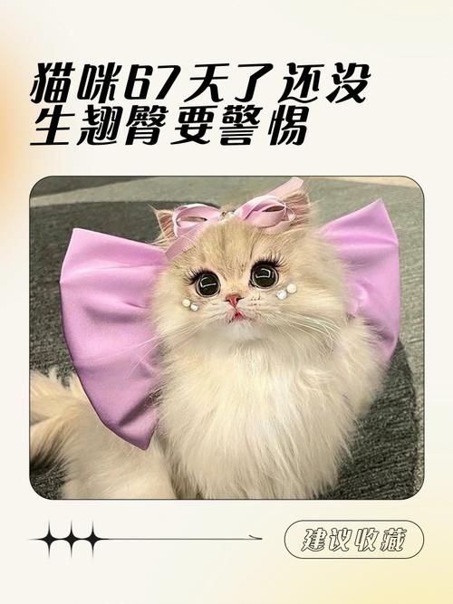 猫咪妊娠期多久,猫的妊娠期几周?-第1张图片-后鲨宠物 猫咪妊娠期多久,猫的妊娠期几周?-第1张图片-后鲨宠物