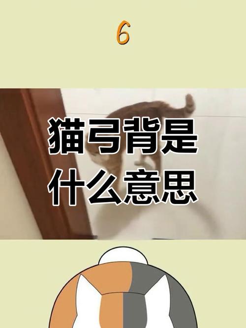 猫咪弓着背走路，猫咪弓着背走路不稳斜的怎么回事？
