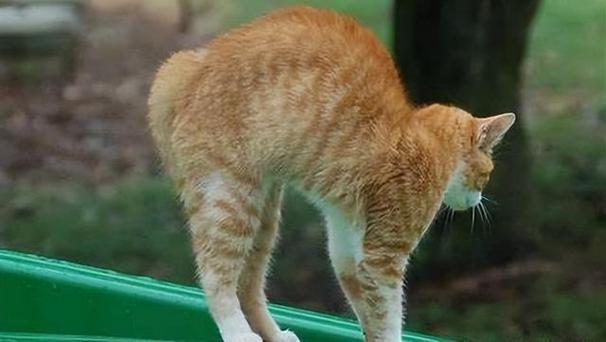 猫咪弓着背走路，猫咪弓着背走路不稳斜的怎么回事？-第2张图片-后鲨宠物