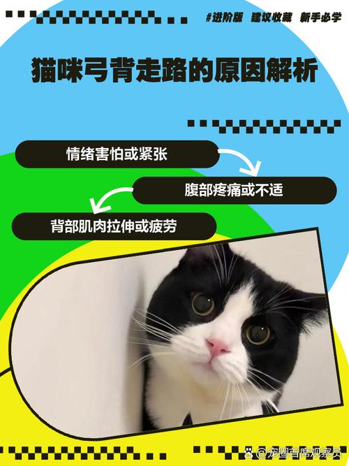 猫咪弓着背走路，猫咪弓着背走路不稳斜的怎么回事？-第3张图片-后鲨宠物