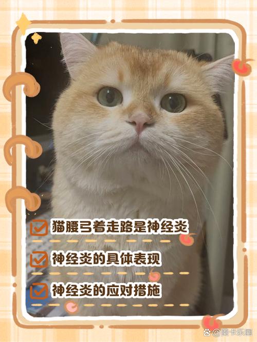 猫咪弓着背走路，猫咪弓着背走路不稳斜的怎么回事？-第5张图片-后鲨宠物