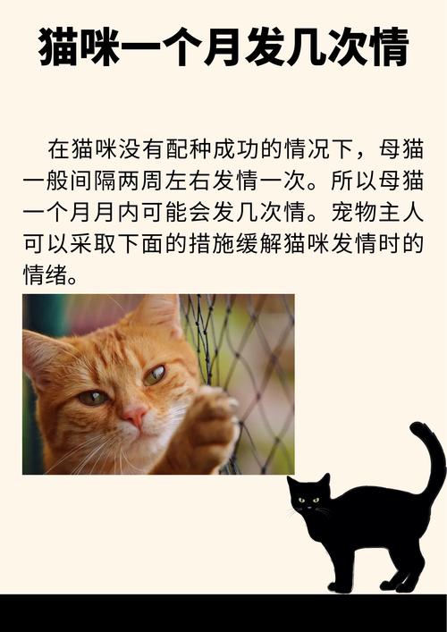 猫咪多久发一次情,猫多久发一下情?-第1张图片-后鲨宠物 猫咪多久发一次情,猫多久发一下情?-第1张图片-后鲨宠物